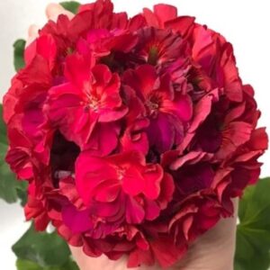 Пеларгония зональная ИВ-Тихий Дон