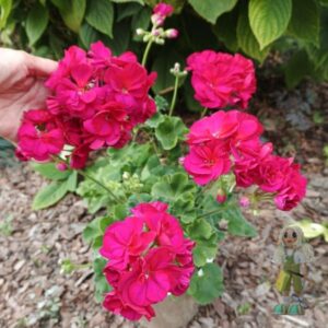 Пеларгония зональная ИВ-Тихий Дон