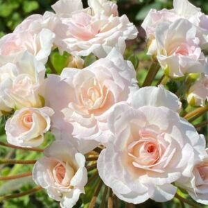 Пеларгония гибридный зонартик ИВ-Вдохновение