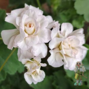 Пеларгония гибридный зонартик ИВ-Вдохновение