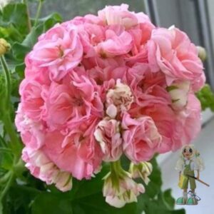 Пеларгония зональная Jagershus Borre