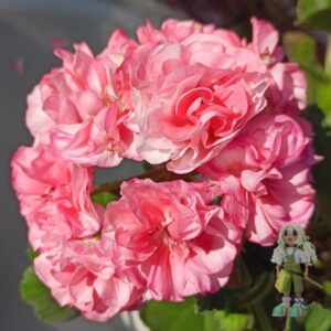 Пеларгония зональная Jagershus Borre