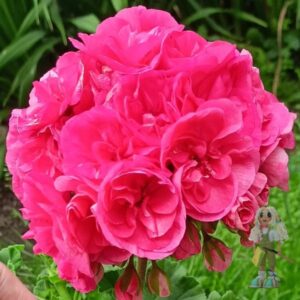 Пеларгония зональная Jagershus Falej