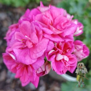 Пеларгония зональная Jagershus Jackpot Joker