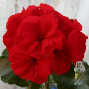 Пеларгония зональная Красный бархат