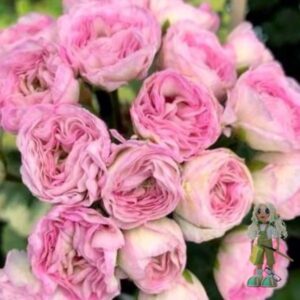 Пеларгония зональная Kvarnlyckans Anna-Jeanette