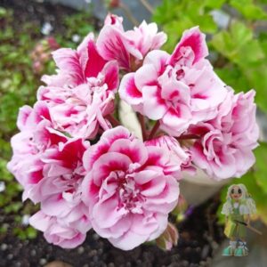 Пеларгония гибридный зонартик ЛА-Остара