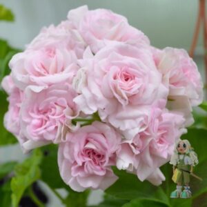 Пеларгония ivy-гибрид Lady Gertrude