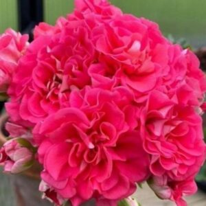 Пеларгония зонартик Lara Andre