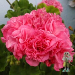 Пеларгония зонартик Lara Andre