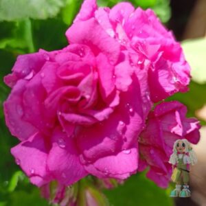 Пеларгония зональная Lara Harmony