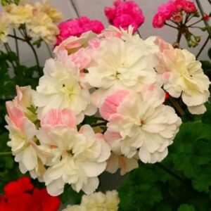 Пеларгония зональная Lara Jenny