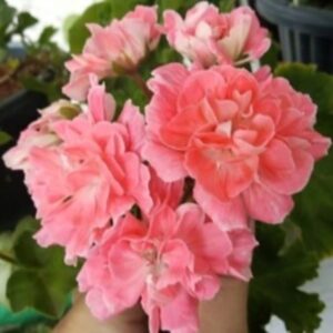 Пеларгония зонартик Lara Mandarin