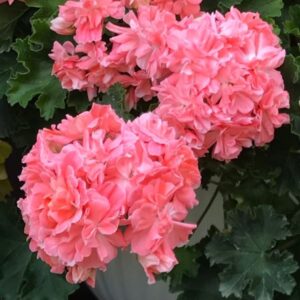 Пеларгония зонартик Lara Mandarin