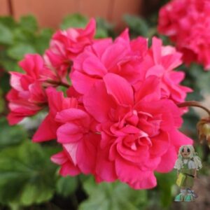 Пеларгония зонартик ЛиА ZA Гипноз