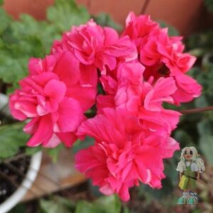 Пеларгония зонартик ЛиА ZA Гипноз