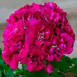 Пеларгония зональная ЛиА Жозефина