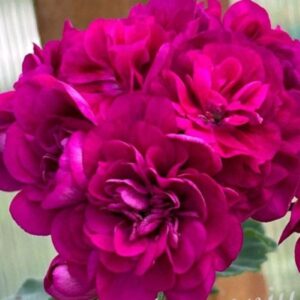 Пеларгония зональная ЛиА Жозефина