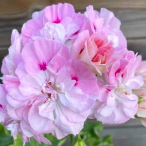 Пеларгония зонартик Lili’s Fiona