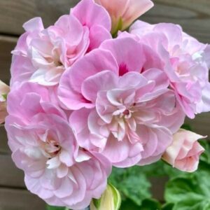 Пеларгония зонартик Lili’s Fiona