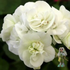 Пеларгония зональная Madam Recamier