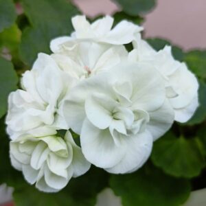 Пеларгония зональная Madam Recamier