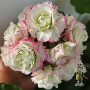 Пеларгония зональная Midori Buke (спорт)