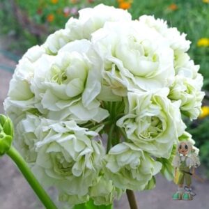 Пеларгония зональная Midori Buke