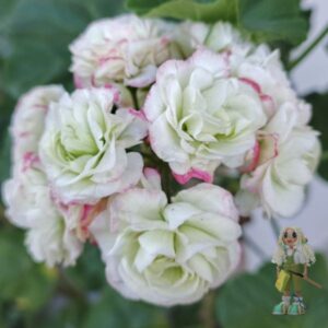 Пеларгония зональная Midori Buke (спорт)