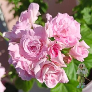 Пеларгония ivy-гибрид Milfield Rose