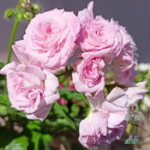 Пеларгония ivy-гибрид Milfield Rose