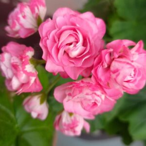 Пеларгония зональная Miss Rose