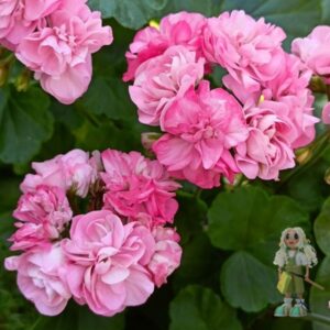 Пеларгония зональная Miss Rose