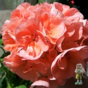 Пеларгония зональная Morfar