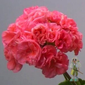 Пеларгония зональная Mormor