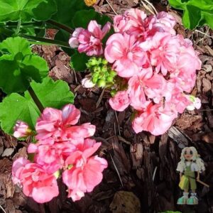 Пеларгония зональная Mormor