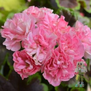 Пеларгония зональная Odensjo Made in Sweden