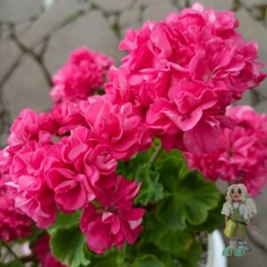 Пеларгония зональная Odensjo Simfonia