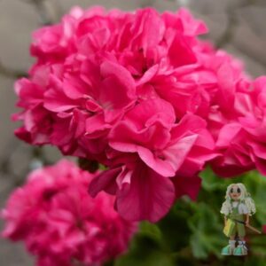 Пеларгония зональная Odensjo Simfonia