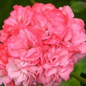 Пеларгония зональная Odensjo Sofie Arden