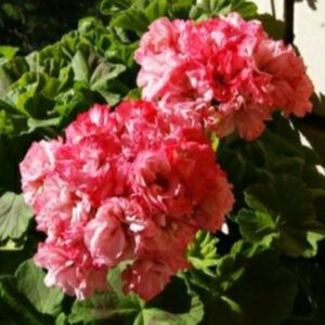 Пеларгония зональная Odensjo Sofie Arden