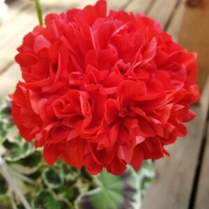 Пеларгония зональная Oliver welfare