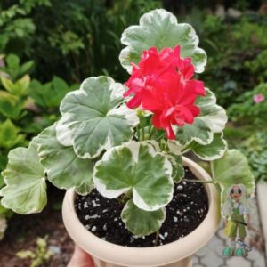 Пеларгония зональная Oliver welfare