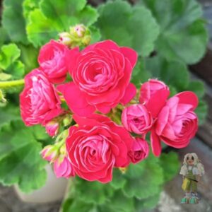 Пеларгония зональная Pac Viva Rosita