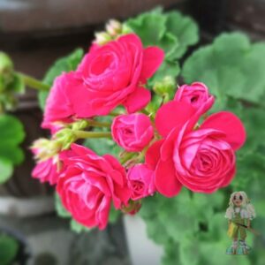 Пеларгония зональная Pac Viva Rosita