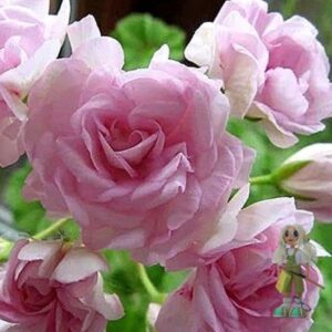 Пеларгония ivy-гибрид Lady Gertrude