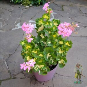 Пеларгония зональная Pink Happy Thought