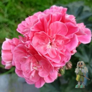 Пеларгония гибридная PG Hanna Novis