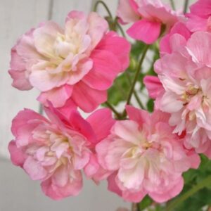 Пеларгония зонартик PG ZA Jasmin