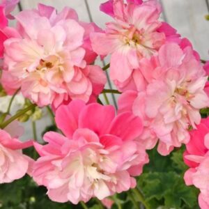 Пеларгония зонартик PG ZA Jasmin